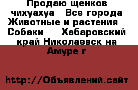 Продаю щенков чихуахуа - Все города Животные и растения » Собаки   . Хабаровский край,Николаевск-на-Амуре г.